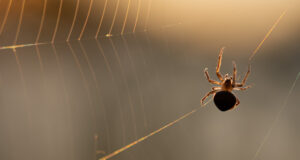 Spiders - Unipest Pest Control