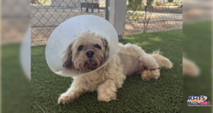 061226 Santa Clarita Animal Care Center