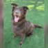 sparkles adopt animal shelter 062626