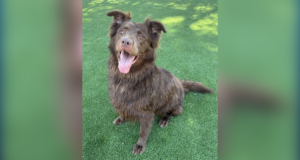 sparkles adopt animal shelter 062626