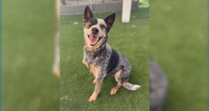 adopt a dog 07172026