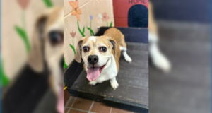 pet adoption - 071026