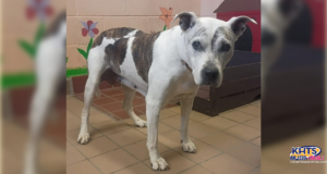 080626 animal care center