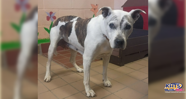 080626 animal care center