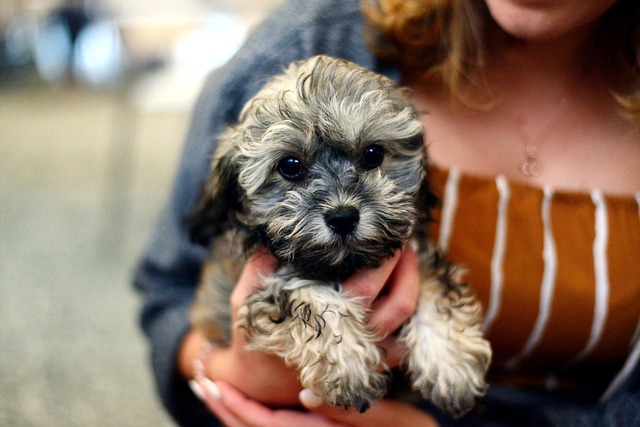 hometownstation.com - Carl Goldman - 7 Crucial Benefits Found In Best Pet Insurance