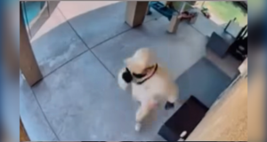 crime burglary video scv sheriff 081026