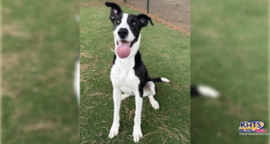 102226 Adopt Luna