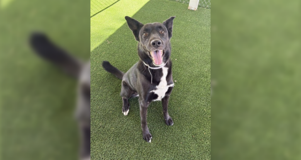 pet adoption orca featured 100926 (1)