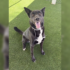 pet adoption orca featured 100926 (1)