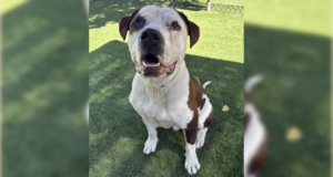 101526 Dog adoption
