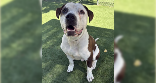 101526 Dog adoption