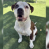101526 Dog adoption